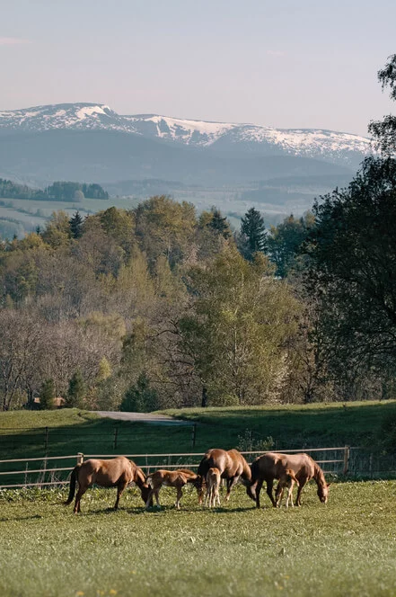 All inclusive wellness pobyt v Krkonoších